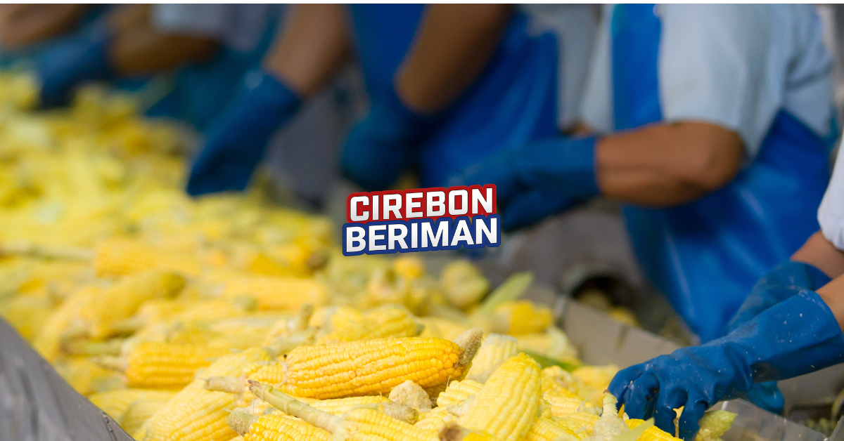 Cirebon Beriman Menang, Badan Usaha Milik Daerah Cirebon Sektor Pangan Siap Guncang Pasar