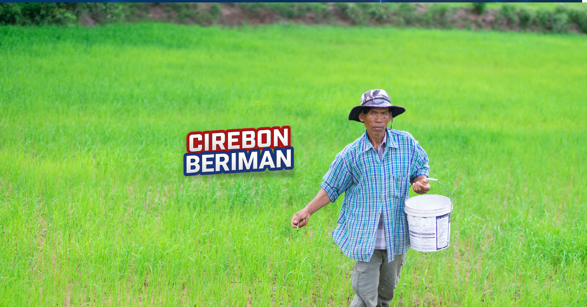 Cirebon Beriman Siapkan Bantuan Pupuk Organik untuk Sejahterakan Petani Sawah: Program Unggulan Drs. H. Imron dan H. Agus Kurniawan